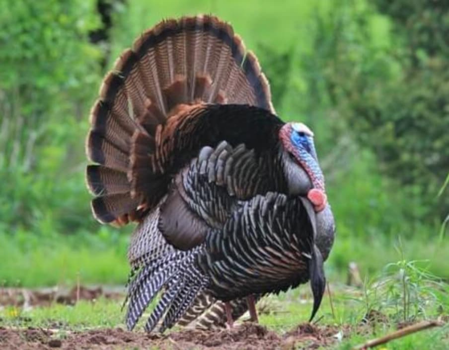 male wild turkey